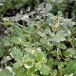 Mentha rotundifolia Variegata Mięta okrągłolistna - Rośliny od Ogrodnika Szkółka Barcikowscy