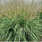 Miscanthus sinensis Gansu-Rośliny od Ogrodnika Szkółka Barcikowscy