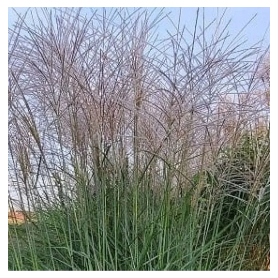 Miscanthus sinensis Gansu-Rośliny od Ogrodnika Szkółka Barcikowscy