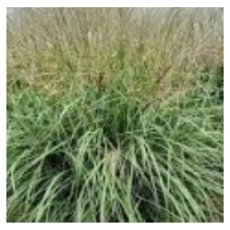 Miscanthus sinensis Gansu-Rośliny od Ogrodnika Szkółka Barcikowscy