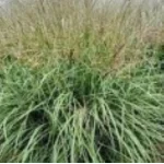 Miscanthus sinensis Gansu-Rośliny od Ogrodnika Szkółka Barcikowscy