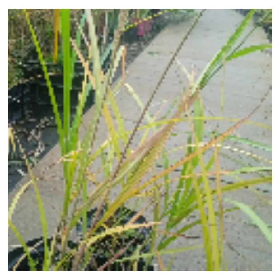 Miscanthus Sinensis Zibro- Rośliny od Ogrodnika Szkółka Barcikowscy