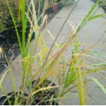 Miscanthus Sinensis Zibro- Rośliny od Ogrodnika Szkółka Barcikowscy