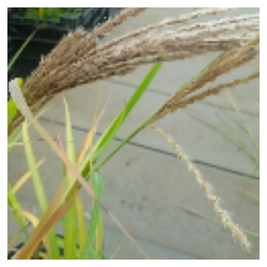 Miscanthus Sinensis Zibro- Rośliny od Ogrodnika Szkółka Barcikowscy