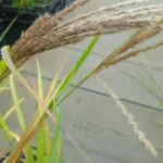 Miscanthus Sinensis Zibro- Rośliny od Ogrodnika Szkółka Barcikowscy