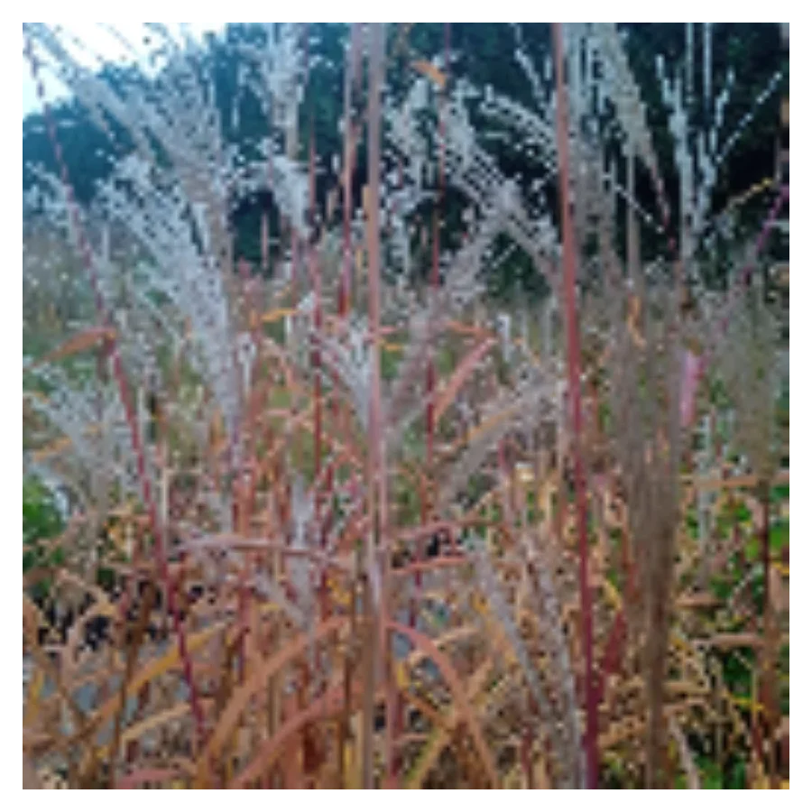 Miscanthus Sinensis JP 2- Rośliny od Ogrodnika Szkółka Barcikowscy