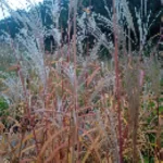 Miscanthus Sinensis JP 2- Rośliny od Ogrodnika Szkółka Barcikowscy