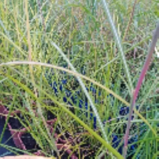 Miscanthus Sinensis Moondance-Rośliny od Ogrodnika Szkółka Barcikowscy