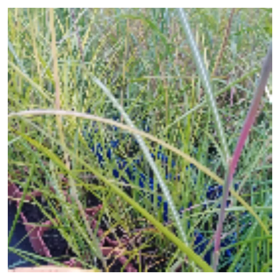 Miscanthus Sinensis Moondance-Rośliny od Ogrodnika Szkółka Barcikowscy