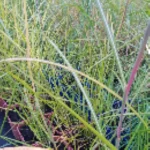 Miscanthus Sinensis Moondance-Rośliny od Ogrodnika Szkółka Barcikowscy