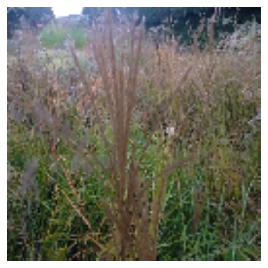 Miscanthus Sinensis Moondance-Rośliny od Ogrodnika Szkółka Barcikowscy