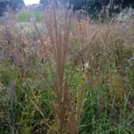Miscanthus Sinensis Moondance-Rośliny od Ogrodnika Szkółka Barcikowscy