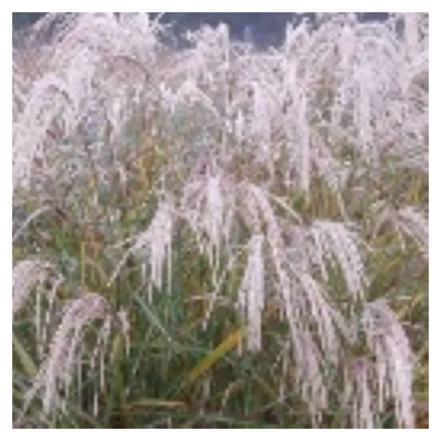 Miscanthus sinesis Werner Neufliess Miskant chiński- Rośliny od Ogrodnika Szkółka Barcikowscy