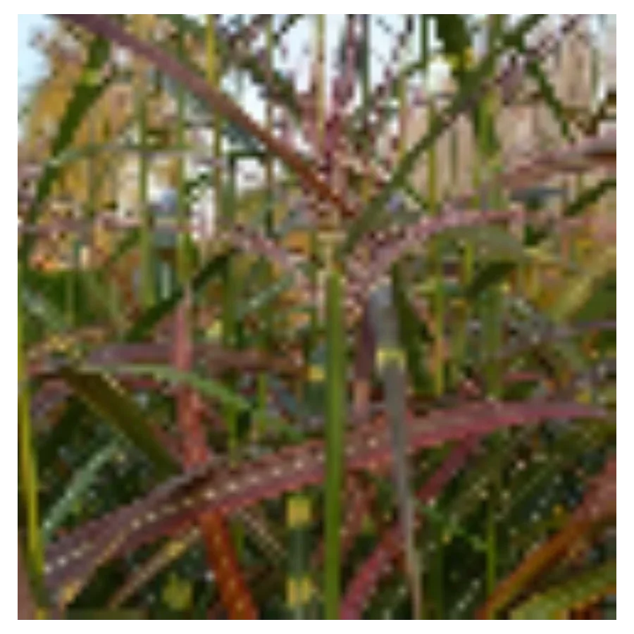 Miscanthus sinensis Commerce Miskant chiński- Rośliny od Ogrodnika Szkółka Barcikowscy