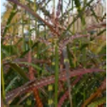 Miscanthus sinensis Commerce Miskant chiński- Rośliny od Ogrodnika Szkółka Barcikowscy