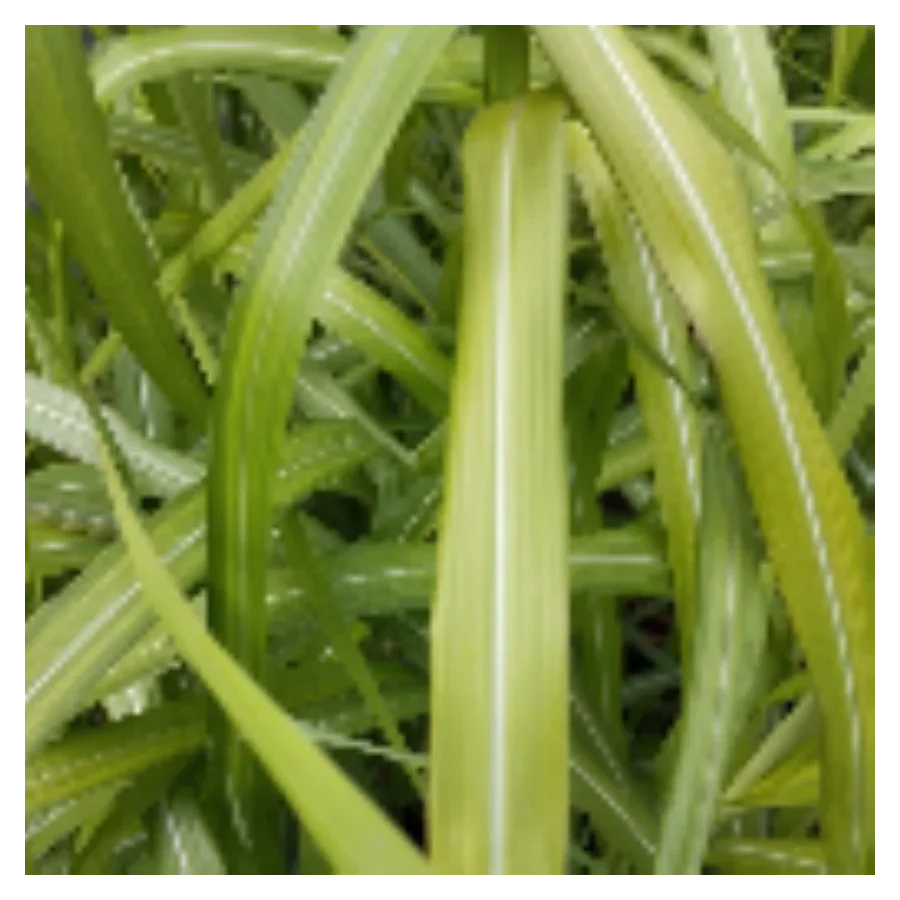 Miscanthus sinensis Filip's Dynamite Miskant chiński- Rośliny od Ogrodnika Szkółka Barcikowscy