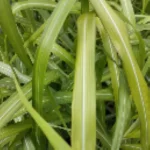 Miscanthus sinensis Filip's Dynamite Miskant chiński- Rośliny od Ogrodnika Szkółka Barcikowscy