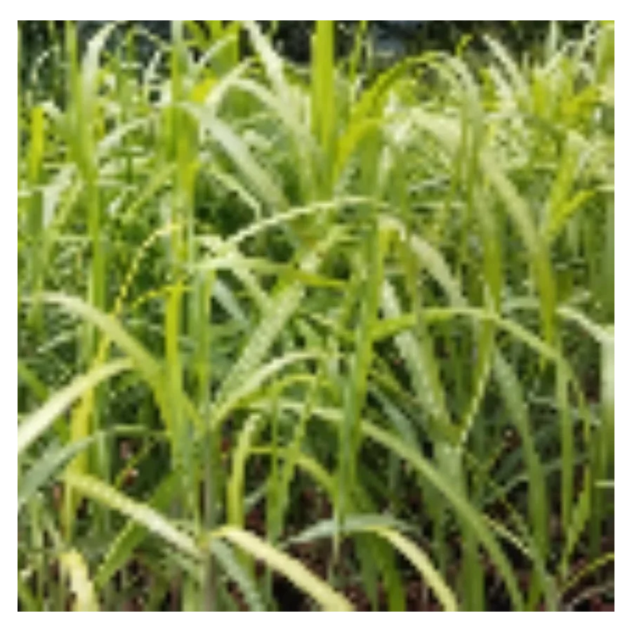 Miscanthus sinensis Filip's Dynamite Miskant chiński- Rośliny od Ogrodnika Szkółka Barcikowscy