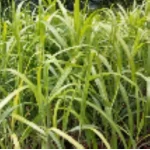 Miscanthus sinensis Filip's Dynamite Miskant chiński- Rośliny od Ogrodnika Szkółka Barcikowscy