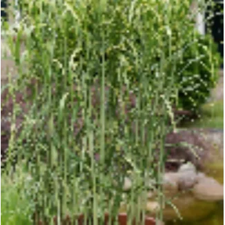 Miscanthus giganteus Aligator Miskant olbrzymi- Rośliny od Ogrodnika, Szkółka Barcikowscy