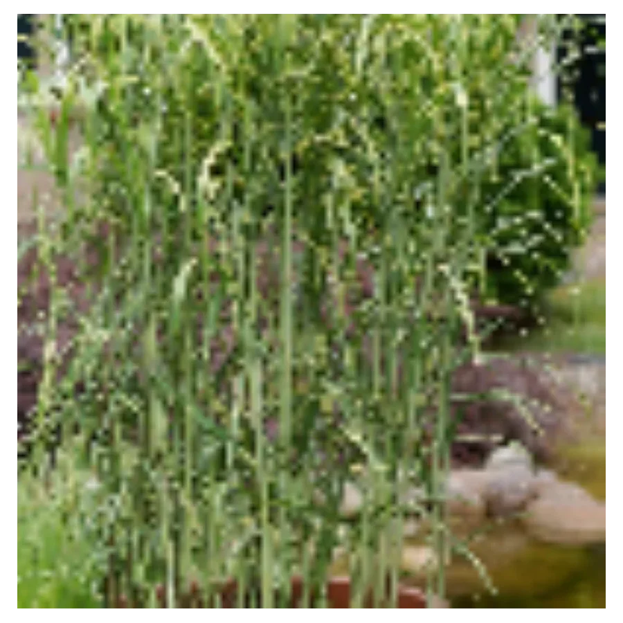 Miscanthus giganteus Aligator Miskant olbrzymi- Rośliny od Ogrodnika, Szkółka Barcikowscy