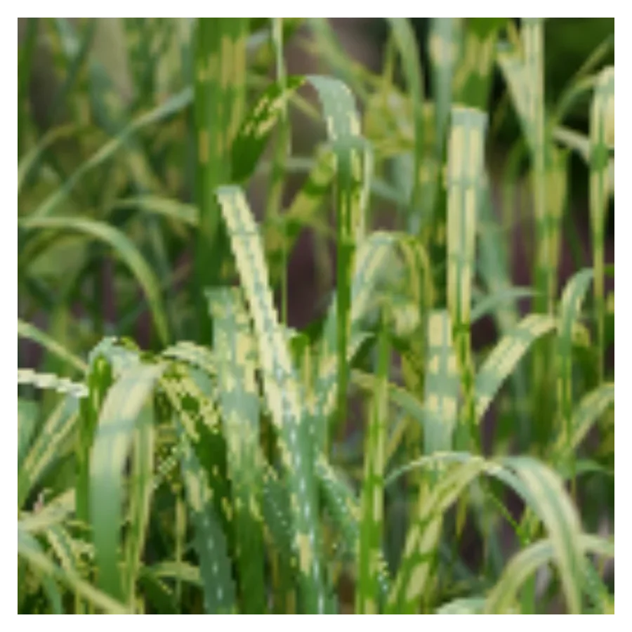 Miscanthus giganteus Aligator Miskant olbrzymi- Rośliny od Ogrodnika, Szkółka Barcikowscy