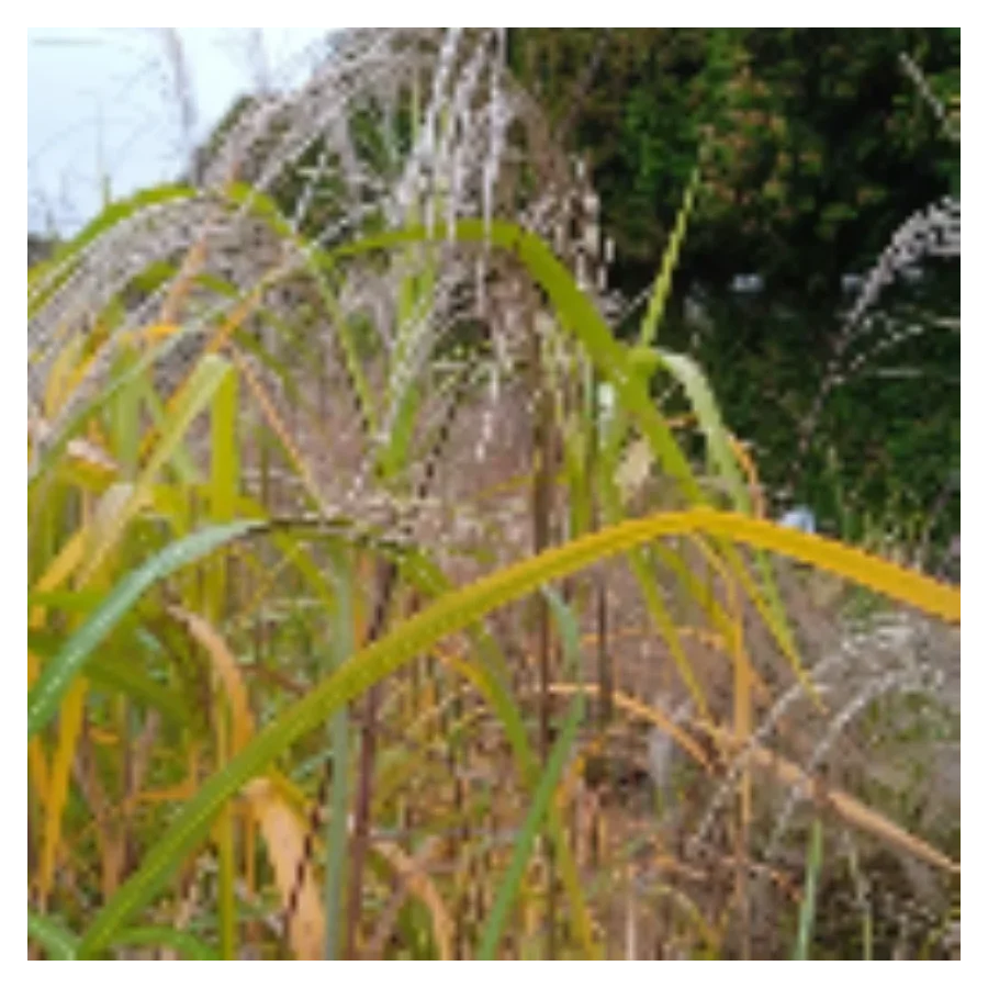Miscanthus sinensis Prof. Richard Hansen  Miskant chiński - Rośliny od Ogrodnika Szkółka Barcikowscy