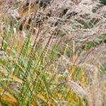 Miscanthus sinensis Prof. Richard Hansen  Miskant chiński - Rośliny od Ogrodnika Szkółka Barcikowscy