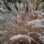 Miscanthus sinensis Yaka Dance Miskant chiński- Rośliny od Ogrodnika Szkółka Barcikowscy