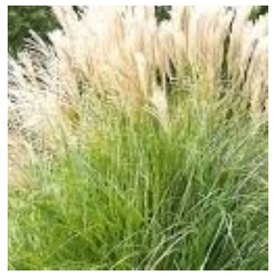 Miscanthus sinensis Blondo Miskant chiński - Rośliny od Ogrodnika Szkółka Barcikowscy