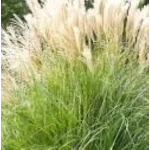 Miscanthus sinensis Blondo Miskant chiński - Rośliny od Ogrodnika Szkółka Barcikowscy