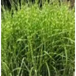 Miscanthus sinensis Strictus Dwarf Miskant chiński - Rośliny od Ogrodnika Szkółka Barcikowscy