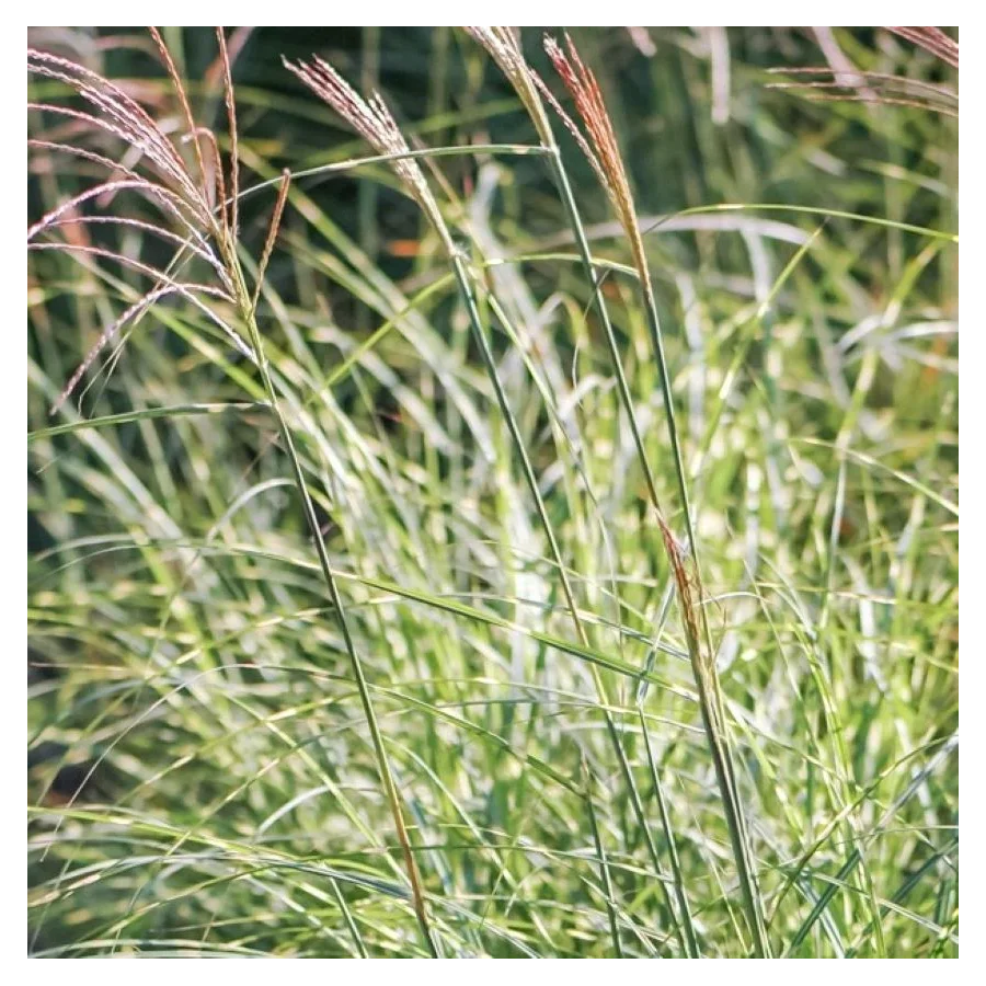 Miscanthus sinensis Strictus Dwarf Miskant chiński - Rośliny od Ogrodnika Szkółka Barcikowscy
