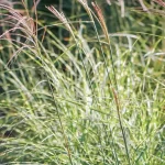 Miscanthus sinensis Strictus Dwarf Miskant chiński - Rośliny od Ogrodnika Szkółka Barcikowscy