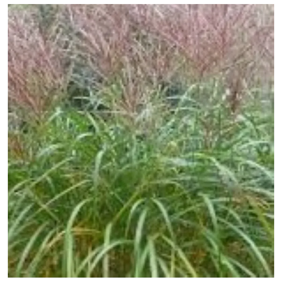 Miscanthus sinensis Sirene Miskant chiński - Rośliny od Ogrodnika Szkółka Barcikowscy