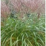 Miscanthus sinensis Sirene Miskant chiński - Rośliny od Ogrodnika Szkółka Barcikowscy
