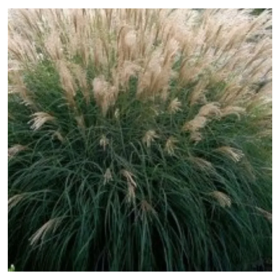 Miscanthus sinensis Silberspinne Miskant chiński - Rośliny od Ogrodnika Szkółka Barcikowscy