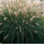 Miscanthus sinensis Silberspinne Miskant chiński - Rośliny od Ogrodnika Szkółka Barcikowscy