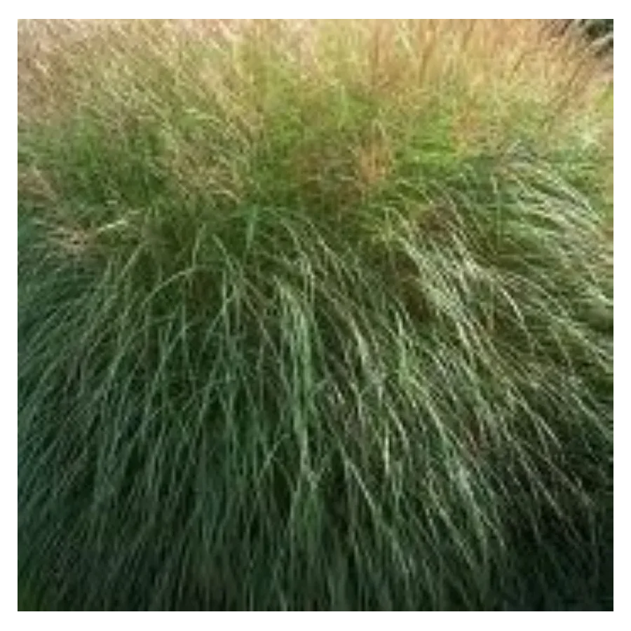 Miscanthus sinensis Silberspinne Miskant chiński - Rośliny od Ogrodnika Szkółka Barcikowscy