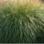 Miscanthus sinensis Silberspinne Miskant chiński - Rośliny od Ogrodnika Szkółka Barcikowscy