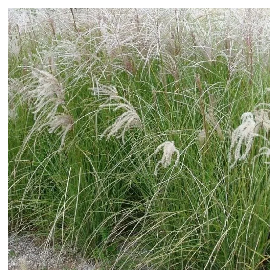 Miscanthus sinensis Sarabande Miskant chiński - Rośliny od Ogrodnika Szkółka Barcikowscy