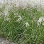 Miscanthus sinensis Sarabande Miskant chiński - Rośliny od Ogrodnika Szkółka Barcikowscy