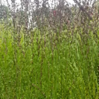 Molinia caerulea Heidezwerg Trzęślica modra - Rośliny od Ogrodnika Szkółka Barcikowscy