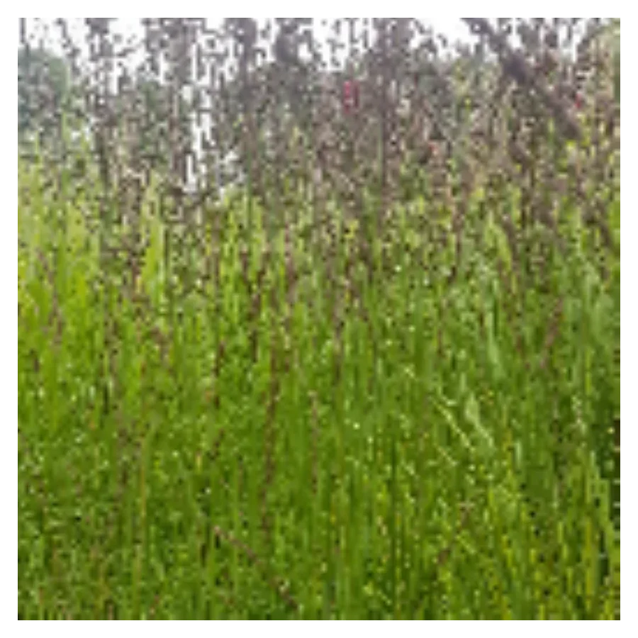 Molinia caerulea Heidezwerg Trzęślica modra - Rośliny od Ogrodnika Szkółka Barcikowscy