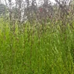 Molinia caerulea Heidezwerg Trzęślica modra - Rośliny od Ogrodnika Szkółka Barcikowscy