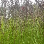 Molinia caerulea Heidezwerg Trzęślica modra - Rośliny od Ogrodnika Szkółka Barcikowscy