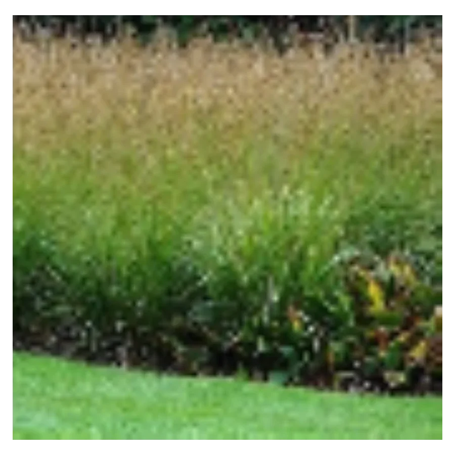 Moinia caerulea Poul Petersen Trzęślica modra - Rośliny od Ogrodnika Szkółka Barcikowscy