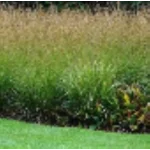 Moinia caerulea Poul Petersen Trzęślica modra - Rośliny od Ogrodnika Szkółka Barcikowscy