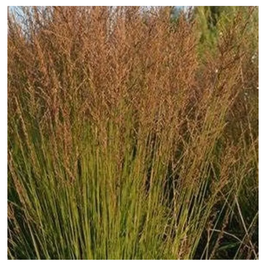 Moinia caerulea Poul Petersen Trzęślica modra - Rośliny od Ogrodnika Szkółka Barcikowscy