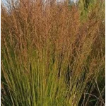 Moinia caerulea Poul Petersen Trzęślica modra - Rośliny od Ogrodnika Szkółka Barcikowscy